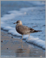 Western Gull