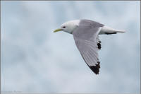 black-legged kittiwake