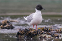 bonaparte's gull