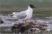 bonaparte's gull