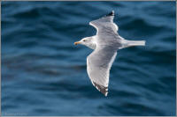 california gull