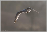 California gull