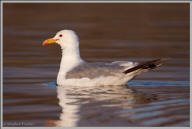 California gull