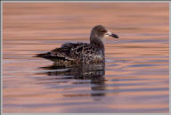 Juvenile California gull