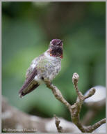 Anna's Hummingbird