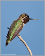 Black-chinned Hummingbird