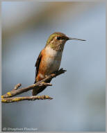 Rufous Hummingbird