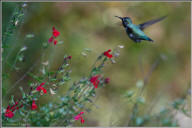 anna's hummingbird