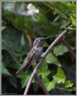 Anna's Hummingbird