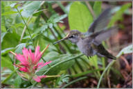 Anna's hummingbird