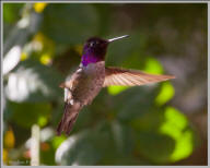 Anna's Hummingbird