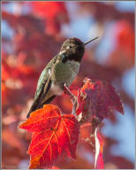 Annas hummingbird