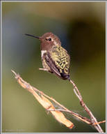 Anna's Hummingbird