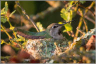 anna's hummingbird