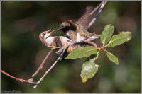 black-chinned hummingbird