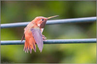 rufous hummingbird