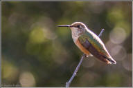 Rufous hummingbird