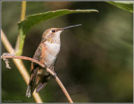 rufous hummingbird