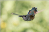 rufous hummingbird