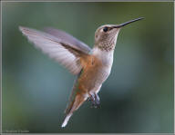 Rufous hummingbird