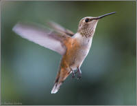 rufous hummingbird