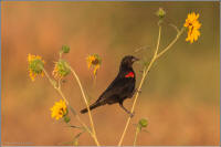 red-winged blackbird on sunflower