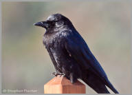 American Crow