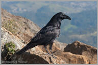 Common Raven