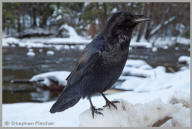 Common Raven