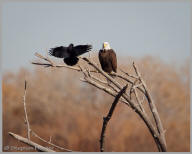 Crow vs. Eagle