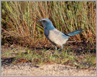 Florida Scrub Jay