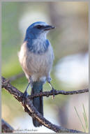 Florida Scrub Jay