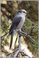 Gray Jay