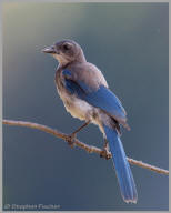 Western Scrub Jay