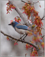 Western scrub jay