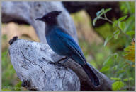 Stellar's Jay