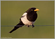 Yellow-billed magpie