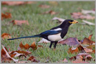 Yellow-billed Magpie