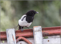 black-billed magpie