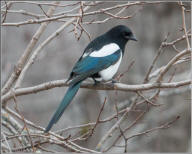 Black-billed magpie