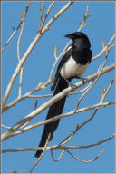 Black-billed magpie