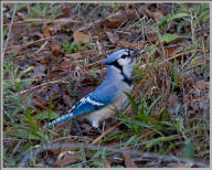 Blue Jay