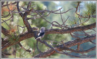 Clark's nutcracker