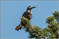 clark's nutcracker