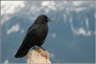 American crow