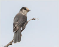 gray jay