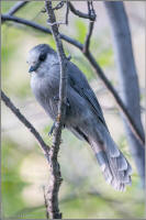 gray jay