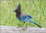 Stellar's jay