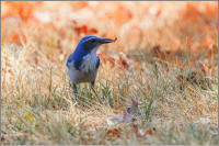 western scrub jay