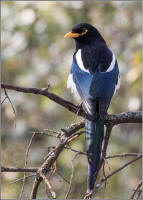 yellow-billed magpie